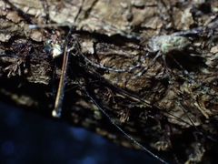 Neopantopsalis pentheter