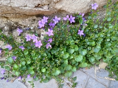 Campanula patula