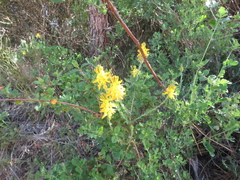 Genista tournefortii