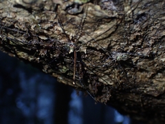 Neopantopsalis pentheter