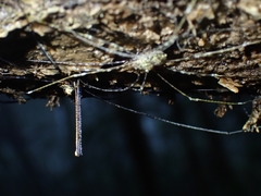 Neopantopsalis pentheter