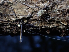 Neopantopsalis pentheter