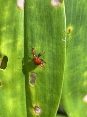Paratrachelophorus