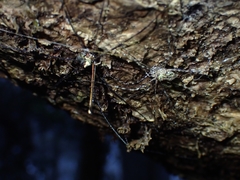 Neopantopsalis pentheter