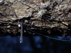 Neopantopsalis pentheter