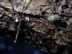 Neopantopsalis pentheter