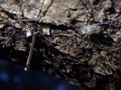 Neopantopsalis pentheter