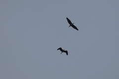 Ardea cinerea
