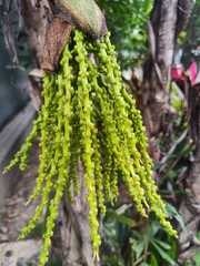 Chamaedorea seifrizii