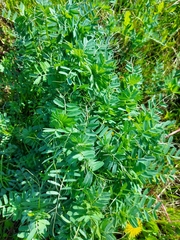 Vicia pannonica
