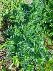 Vicia pannonica