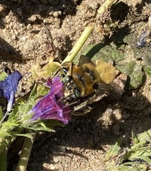 Amegilla quadrifasciata