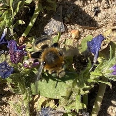 Amegilla quadrifasciata