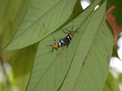Vitessa