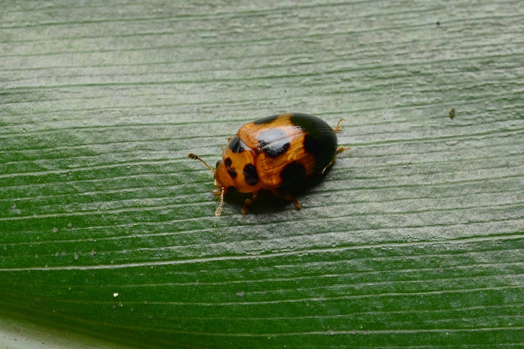 Tritoma gressitti