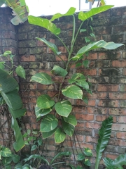 Epipremnum aureum
