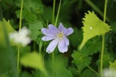 Anemonoides apennina