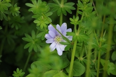 Anemonoides apennina