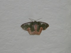 Eucyclodes albisparsa