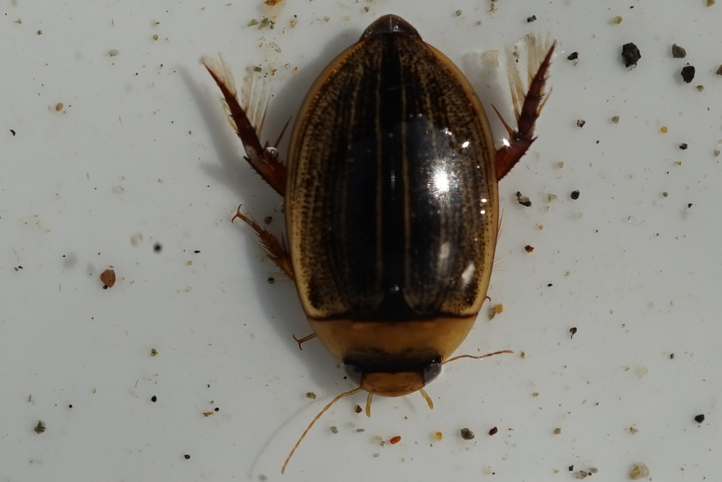 Hydaticus grammicus from Fumiiri, Ueda, Nagano 386-0017, Japan on May 7 ...