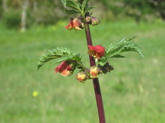 Scrophularia sambucifolia