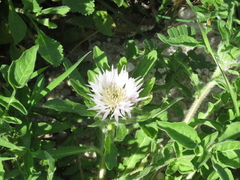 Psephellus declinatus