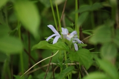 Anemonoides apennina