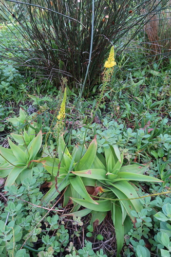 Image of Bulbine latifolia by (c) Presha Soogrim (she/they), some rights reserved (CC BY)