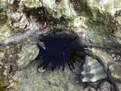 Echinometra lucunter