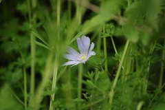 Anemonoides apennina