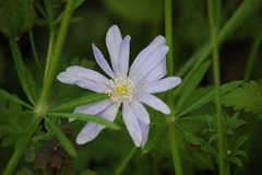 Anemonoides apennina