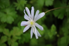 Anemonoides apennina