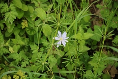 Anemonoides apennina