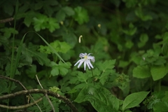 Anemonoides apennina