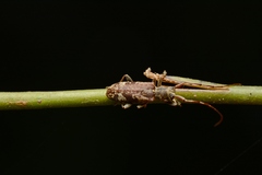 Rhodopina formosana