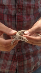 Aspidoscelis neotesselatus