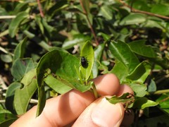 Macrohaltica transversa