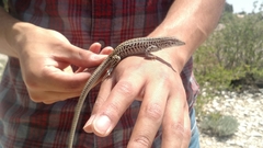 Aspidoscelis neotesselatus