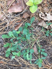 Euphorbia ipecacuanhae