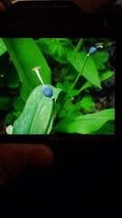 Erythronium sibiricum
