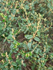 Pomaderris paniculosa