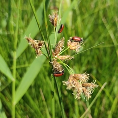 Omophlus syriacus