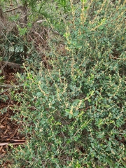 Pomaderris paniculosa