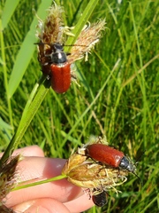 Omophlus syriacus