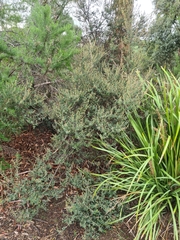 Pomaderris paniculosa