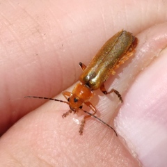 Cantharis melaspoides