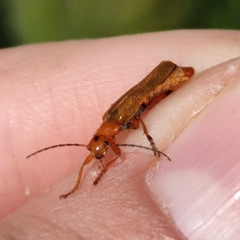 Cantharis melaspoides