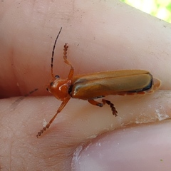 Cantharis melaspoides
