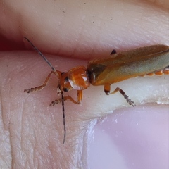 Cantharis melaspoides