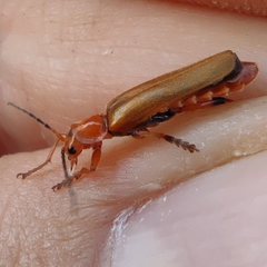 Cantharis melaspoides